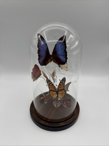 Genuine blue morpho - blue,