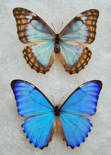 Morpho aurora male - &, female