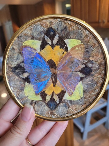 Vintage real blue - vintage, morpho