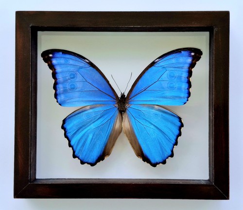 Real framed butterfly morpho - real,