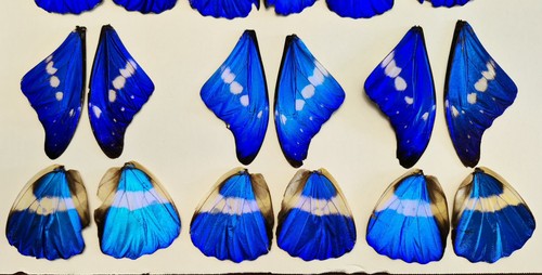 Blue morpho helena - blue, butterfly