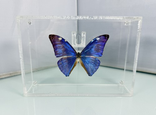Real morpho aurora specimen - aurora,
