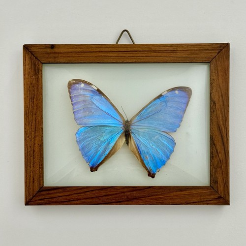 Vtg morpho aega male blue - vtg,