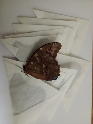Morpho didius a1 male - 10,