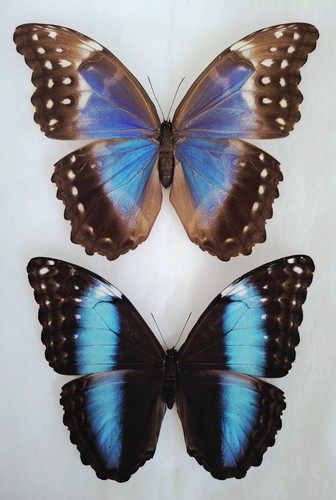 Morpho didius - didius,