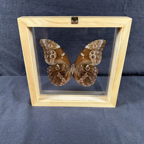 Real blue morpho - morpho, butterfly