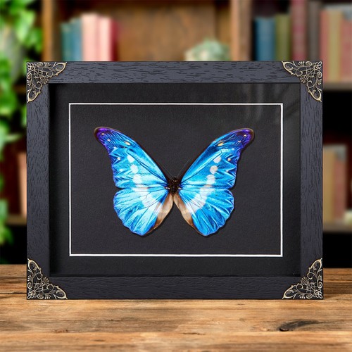 Helena morpho butterfly - helena,
